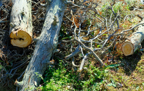 02 庭木1本から解体規模の大小問わず対応