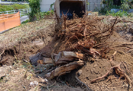 樹木伐採・抜根